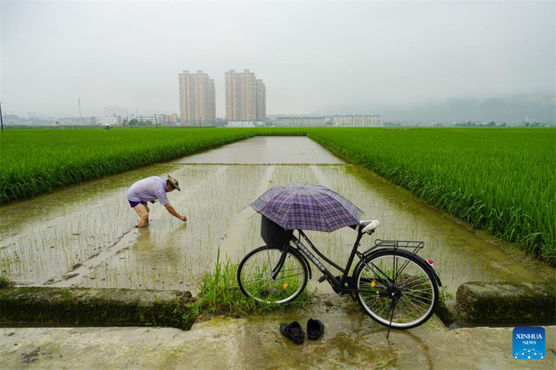 Des agriculteurs travaillent dans les champs à travers la Chine