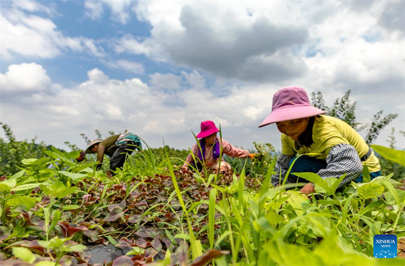 Des agriculteurs travaillent dans les champs à travers la Chine