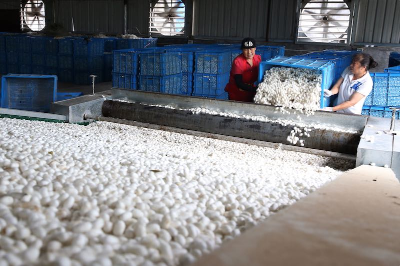 Chongqing : la récolte des cocons de vers à soie de printemps