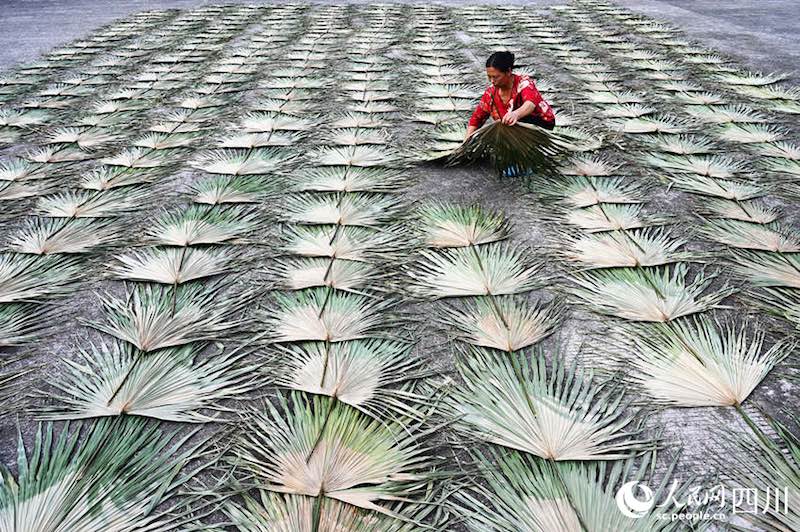 Sichuan : la fabrication des éventails bat son plein cet été à Neijiang