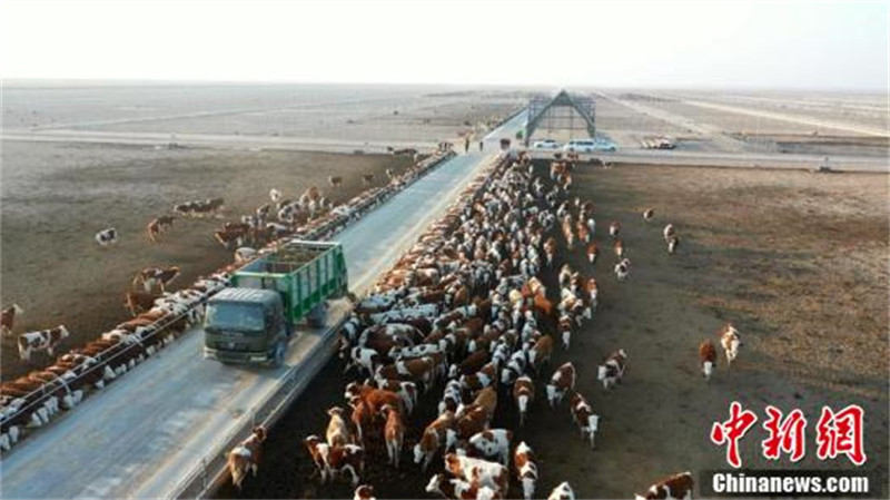 A la découverte de la ? plus grande ferme bovine ? du Xinjiang dans le désert de Gobi