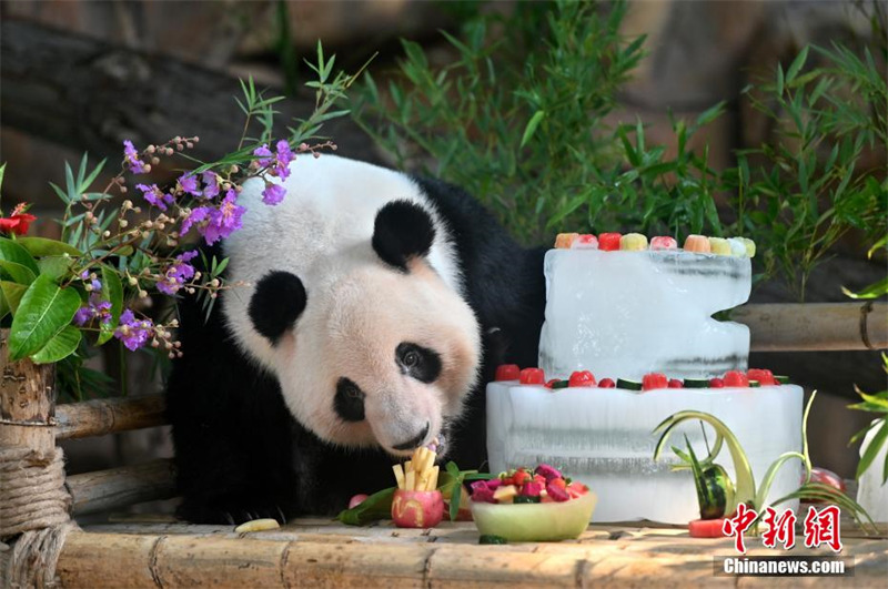 Guangxi : deux pandas géants jumeaux fêtent leur 6e anniversaire en dégustant un ? gateau glacé ?