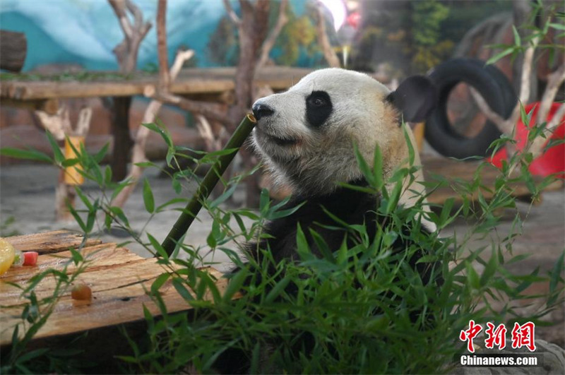 Guangxi : deux pandas géants jumeaux fêtent leur 6e anniversaire en dégustant un ? gateau glacé ?