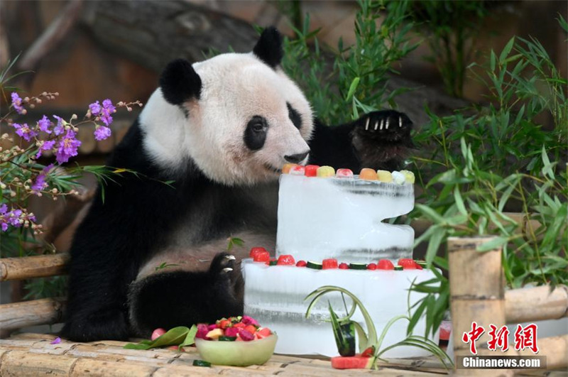 Guangxi : deux pandas géants jumeaux fêtent leur 6e anniversaire en dégustant un ? gateau glacé ?