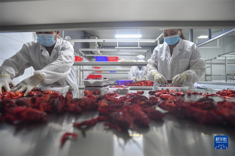 Dans le Hunan, les ? crevettes-lotus ? aident les agriculteurs à accro?tre leurs revenus