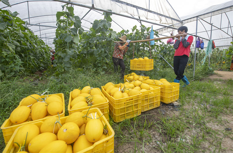 Guangxi : le melon doré améliore les revenus des villageois de Cenxi