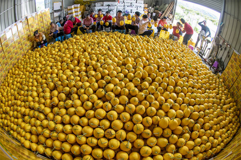 Guangxi : le melon doré améliore les revenus des villageois de Cenxi