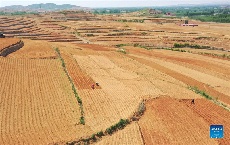 Hebei : la mise en place de l'aménagement des terres à Lulong