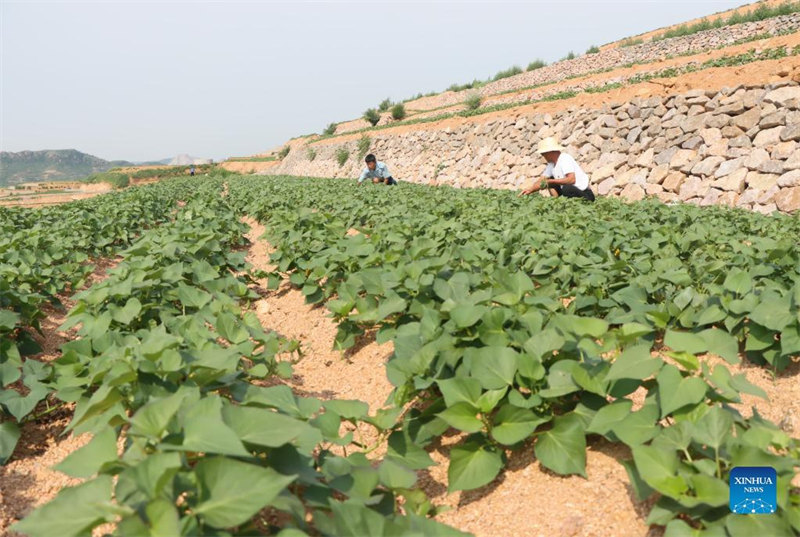 Hebei : la mise en place de l'aménagement des terres à Lulong