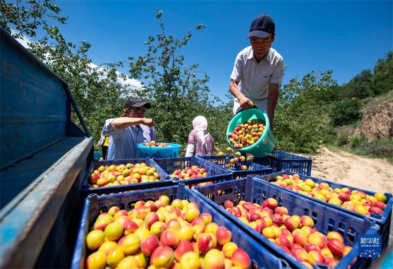 Ningxia : une abondance d'abricots rouges de Pengyang sur le marché