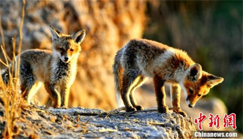 Qinghai : de nombreux renards roux s'installent dans la ? cité du lac salé ? de la rivière Golmud