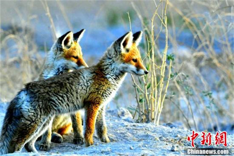 Qinghai : de nombreux renards roux s'installent dans la ? cité du lac salé ? de la rivière Golmud