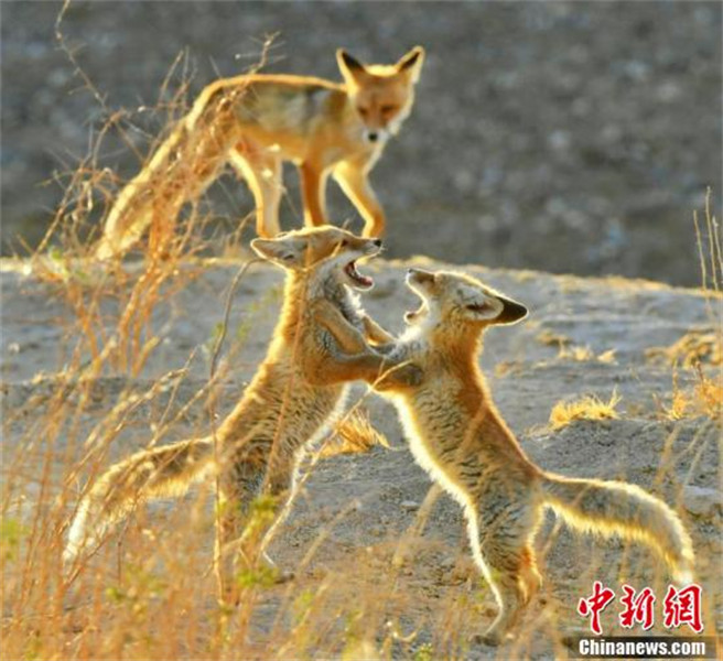 Qinghai : de nombreux renards roux s'installent dans la ? cité du lac salé ? de la rivière Golmud