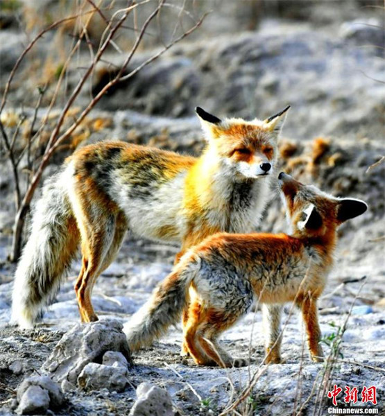 Qinghai : de nombreux renards roux s'installent dans la ? cité du lac salé ? de la rivière Golmud