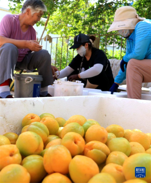 Gansu: l'odeur des abricots flotte au pied du mont Mingsha à Dunhuang