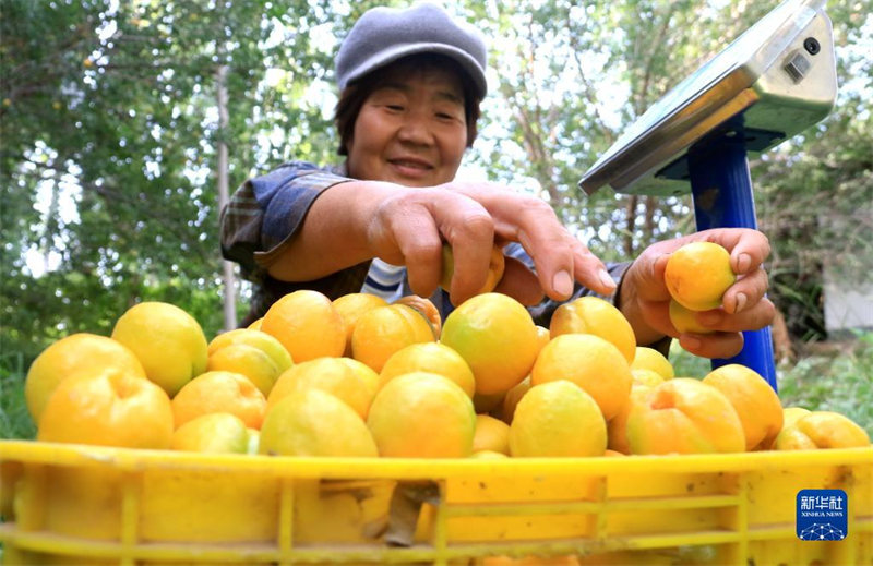 Gansu: l'odeur des abricots flotte au pied du mont Mingsha à Dunhuang