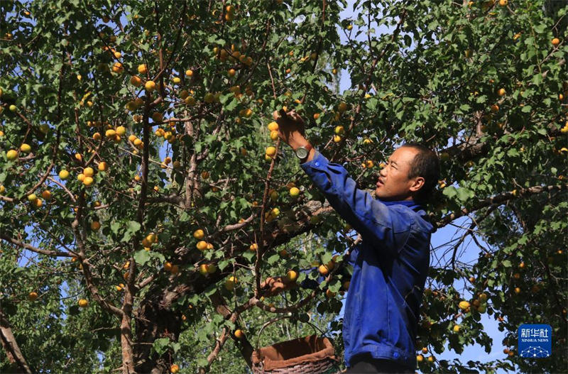 Gansu: l'odeur des abricots flotte au pied du mont Mingsha à Dunhuang