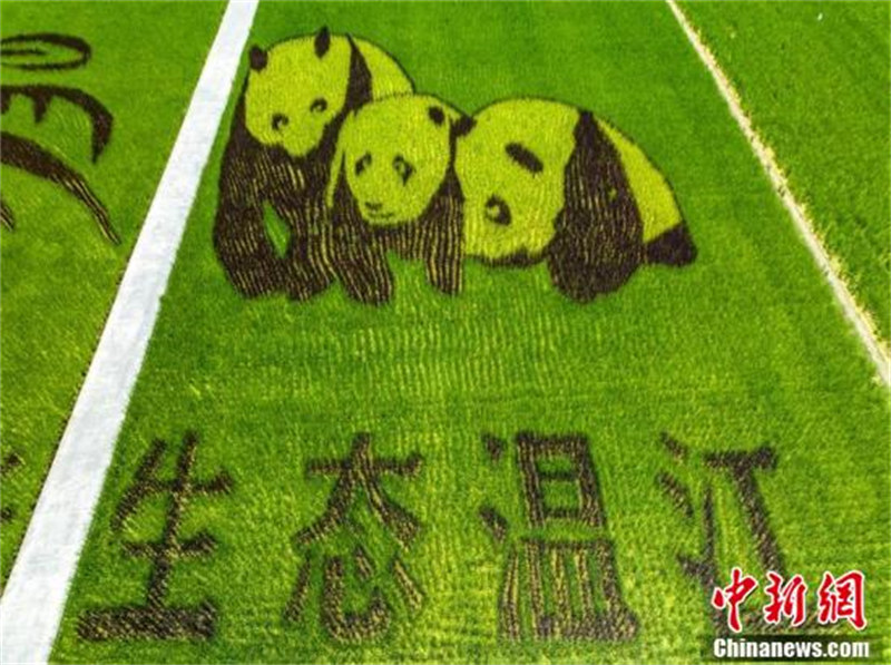 Chengdu : les rizières colorées de Wenjiang deviennent populaires sur Internet par les ? pandas géants ?