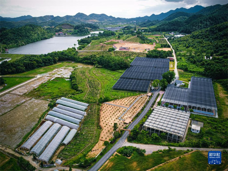 Zhejiang : l'industrie de l'huile de théier déborde de vitalité à Changshan