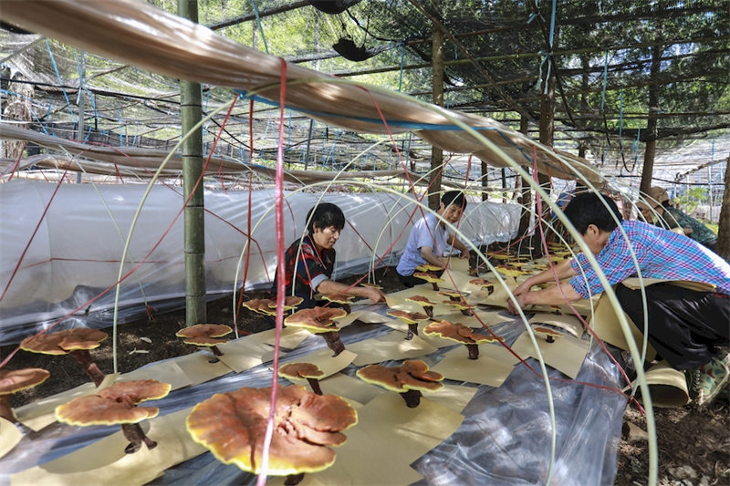 Anhui : une récolte exceptionnelle de Ganoderma lucidum en vue à Jingde