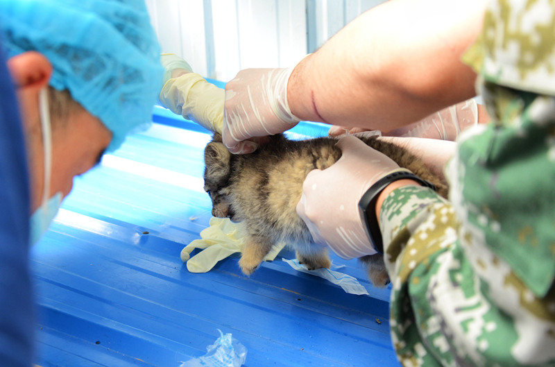 La reproduction artificielle de chat de Pallas réalisée avec succès dans le Qinghai