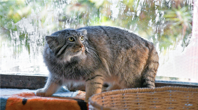 La reproduction artificielle de chat de Pallas réalisée avec succès dans le Qinghai