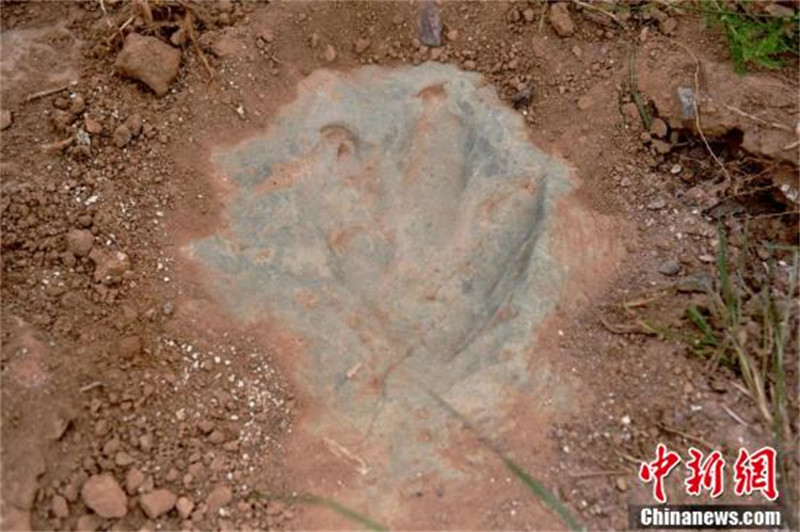 Hebei : découverte de sites de fossiles d'empreintes de dinosaures avec les plus grandes superficie et quantité du pays