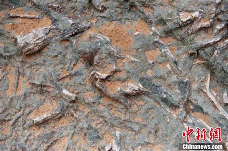 Hebei : découverte de sites de fossiles d'empreintes de dinosaures avec les plus grandes superficie et quantité du pays