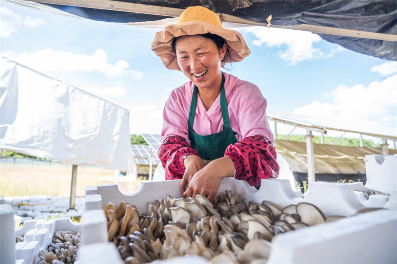 Guizhou : la cueillette des champignons sous des panneaux photovolta?ques à Weining