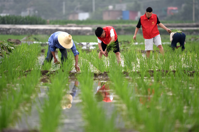 Hebei : expérience d'été sur les champs agricoles à Jingxing