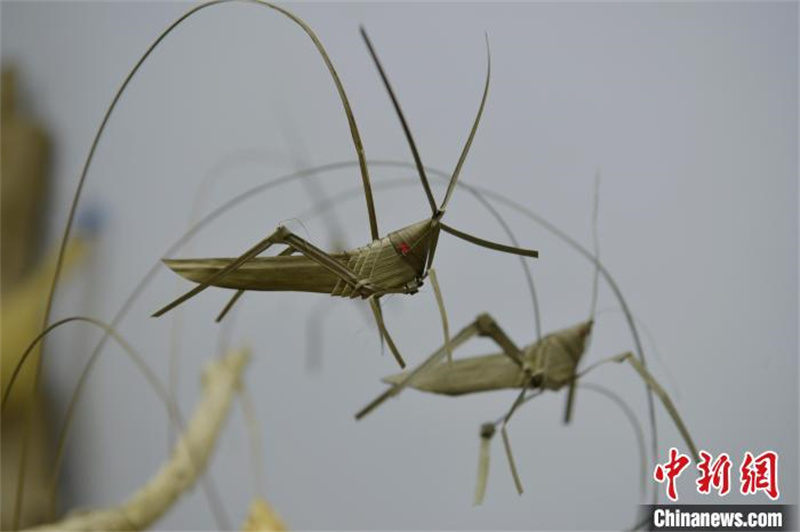 Hebei : les tiges des feuilles revivent entre les mains d'un artisan folklorique de tissage de paille à Shijiazhuang