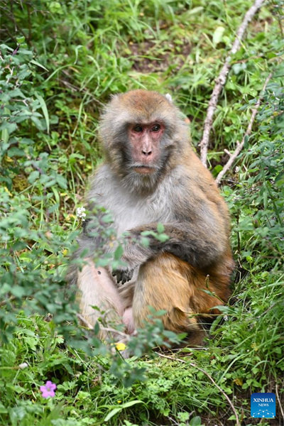 Qinghai : des macaques tibétains repérés dans une ferme forestière