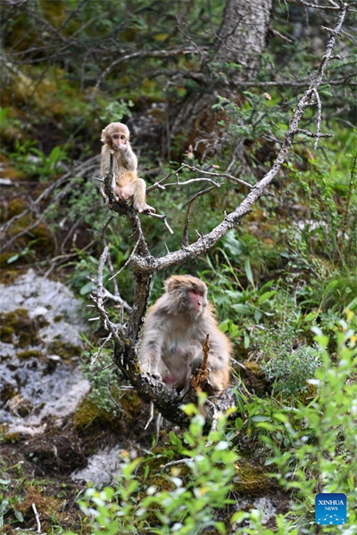 Qinghai : des macaques tibétains repérés dans une ferme forestière