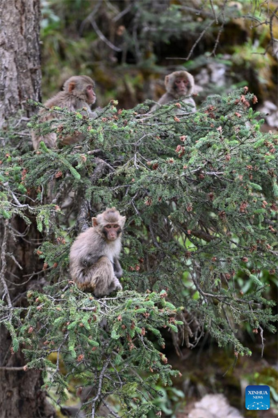 Qinghai : des macaques tibétains repérés dans une ferme forestière