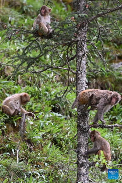 Qinghai : des macaques tibétains repérés dans une ferme forestière