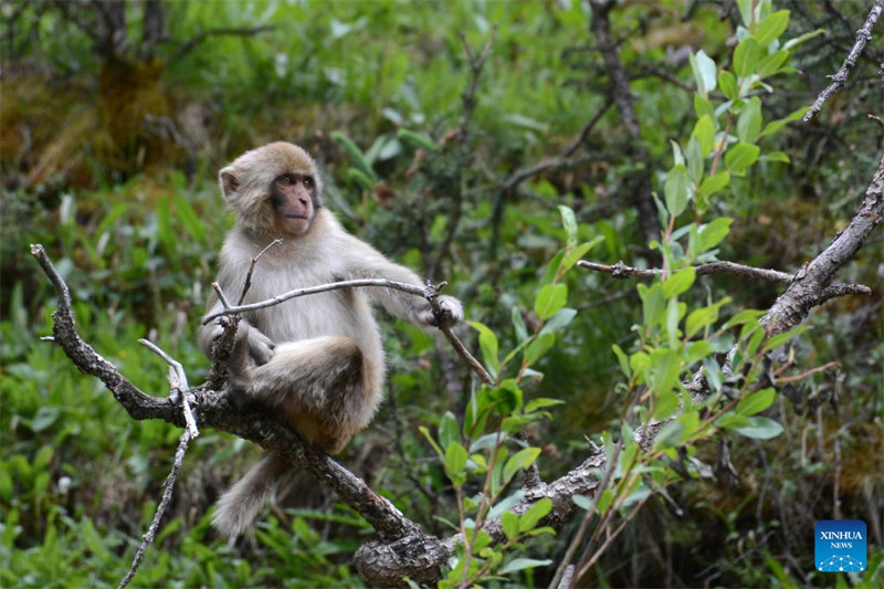 Qinghai : des macaques tibétains repérés dans une ferme forestière