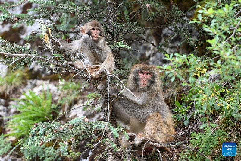 Qinghai : des macaques tibétains repérés dans une ferme forestière