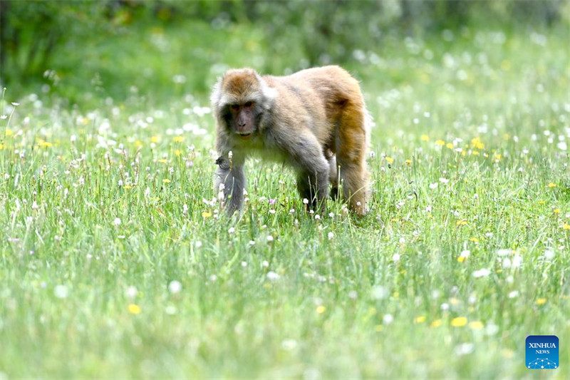 Qinghai : des macaques tibétains repérés dans une ferme forestière