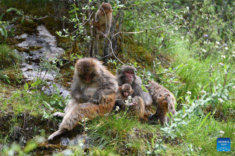 Qinghai : des macaques tibétains repérés dans une ferme forestière