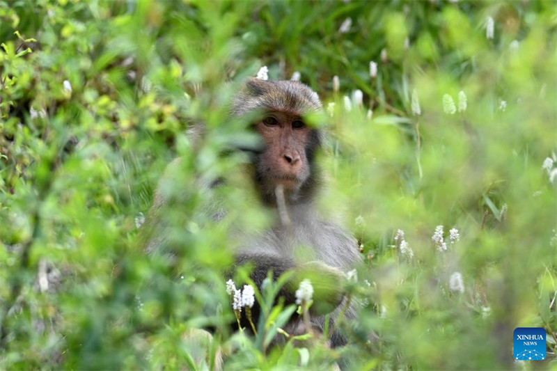 Qinghai : des macaques tibétains repérés dans une ferme forestière