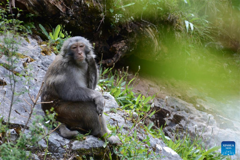 Qinghai : des macaques tibétains repérés dans une ferme forestière