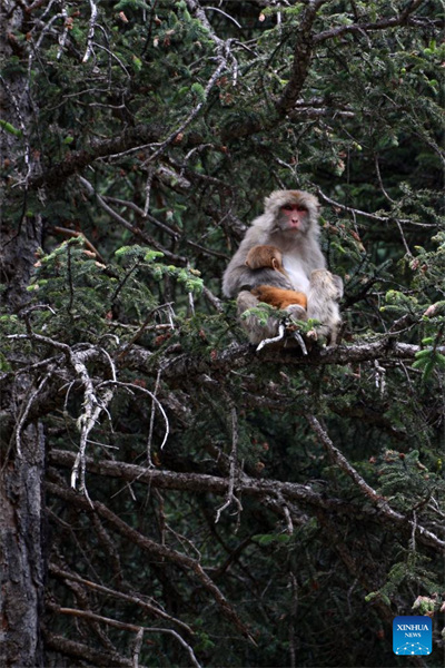 Qinghai : des macaques tibétains repérés dans une ferme forestière