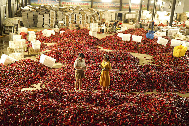 Anhui : l'industrie dynamique des piments rouges de Wuhe