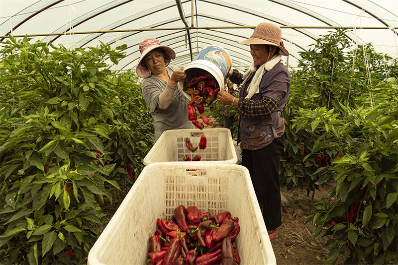 Anhui : l'industrie dynamique des piments rouges de Wuhe