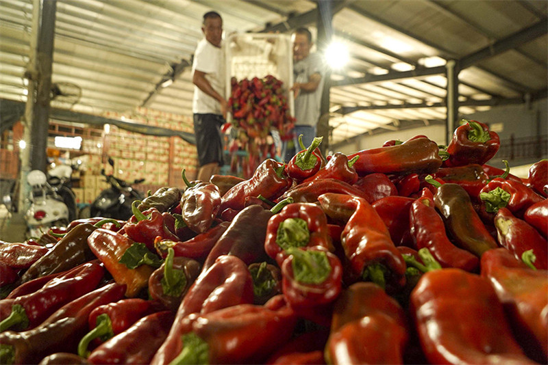 Anhui : l'industrie dynamique des piments rouges de Wuhe