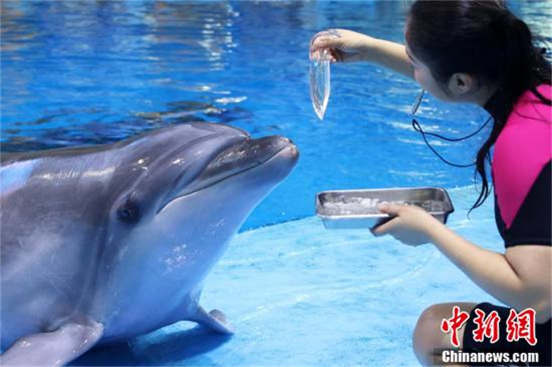 Anhui : les animaux marins échappent à la vague de chaleur de différentes manières à Hefei