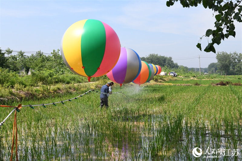 Jiangsu : la pulvérisation des pesticides par ballon