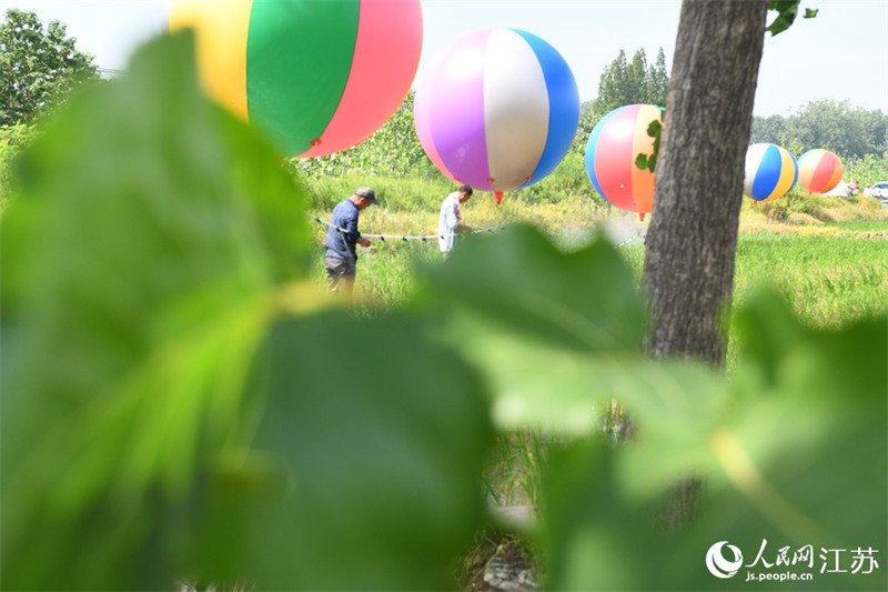 Jiangsu : la pulvérisation des pesticides par ballon