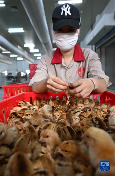 Hainan : l'industrie du poulet de Wenchang crée une valeur de production totale de 12 milliards de yuans