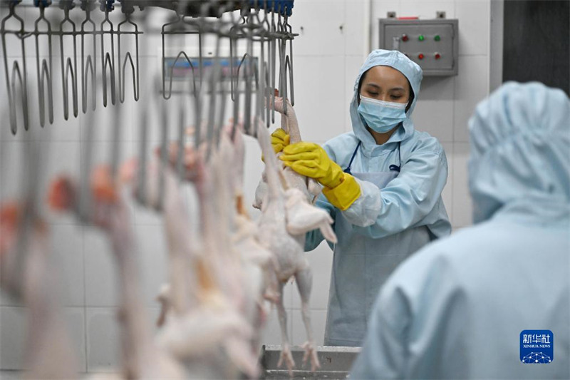 Hainan : l'industrie du poulet de Wenchang crée une valeur de production totale de 12 milliards de yuans